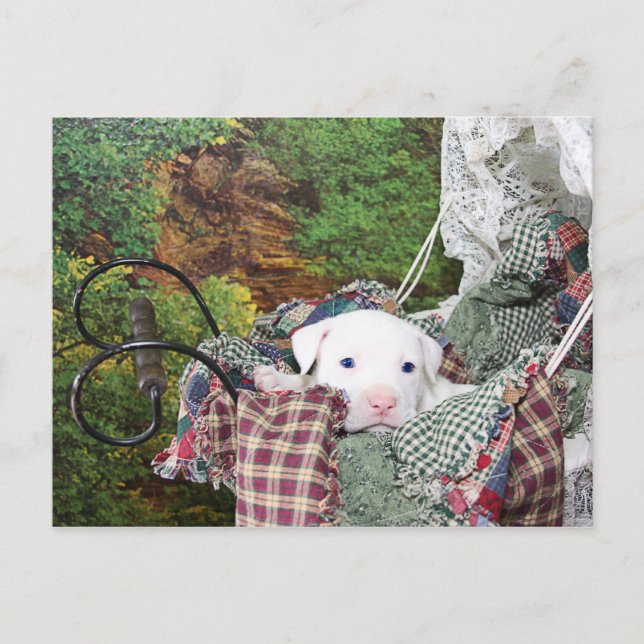 Carte Postale Balade de transport pour bébé chiot (Devant)