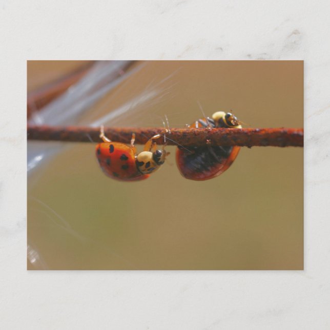Carte postale Balancing Ladybugs Nature Photocard (Devant)