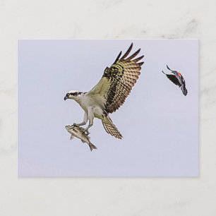 Carte Postale Balbuzard pêché par un oiseau-noir à ailes rouges