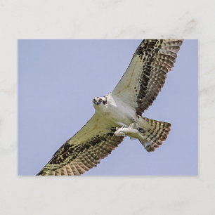 Carte Postale Balbuzard pêcheur avec poisson