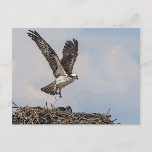 Carte Postale Balbuzard pêcheur dans un nid