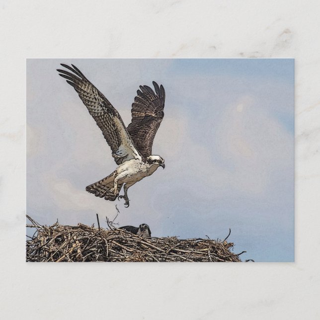Carte Postale Balbuzard pêcheur dans un nid (Devant)
