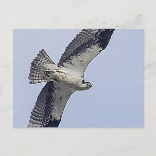 Carte Postale Balbuzard pêcheur en vol