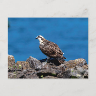 Carte Postale Balbuzard pêcheur sur les rochers