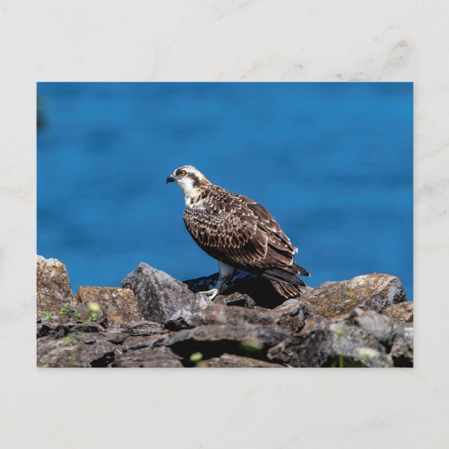 Carte Postale Balbuzard pêcheur sur les rochers (Devant)