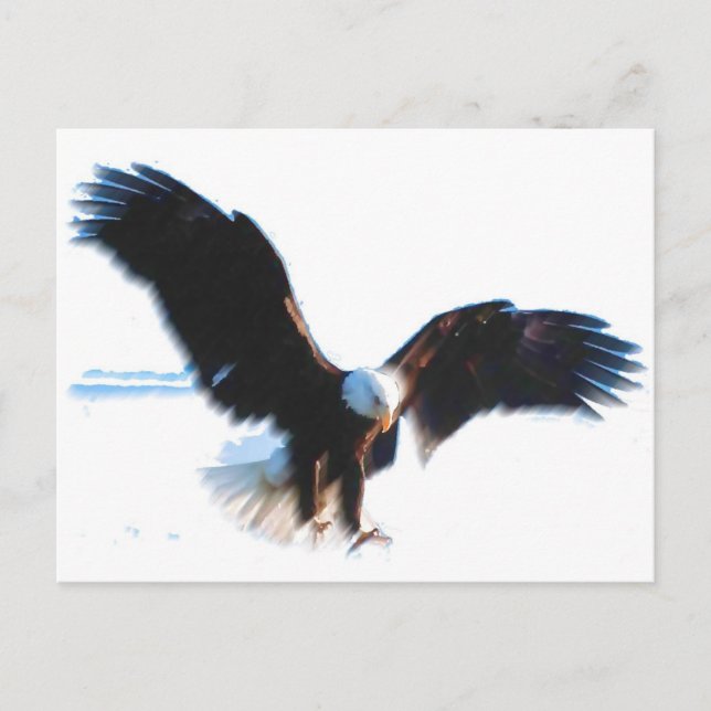 Carte Postale Bald American Eagle Landing (Devant)