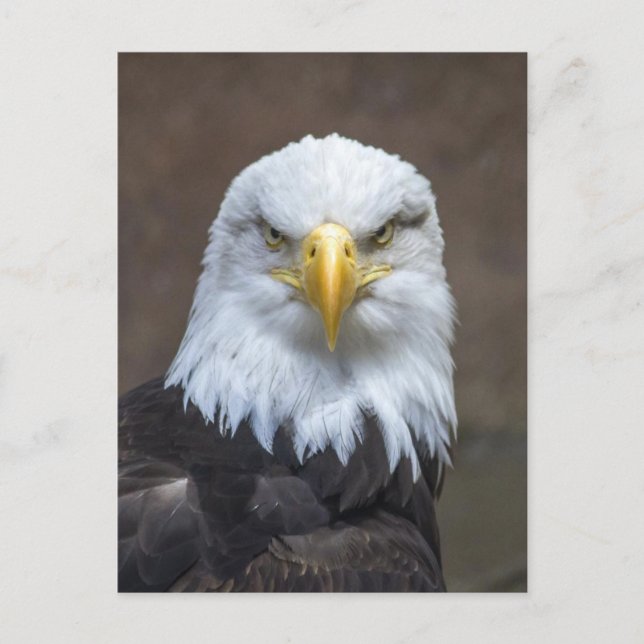 Carte Postale Bald Eagle (Devant)