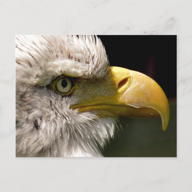CARTE POSTALE BALD EAGLE (Devant)