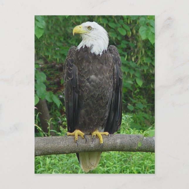 Carte postale Bald Eagle (Devant)