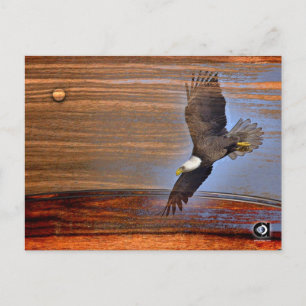 CARTE POSTALE BALD EAGLE