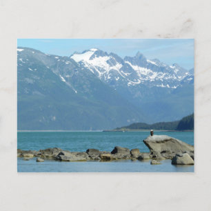 Carte Postale Bald Eagle à Skagway Alaska