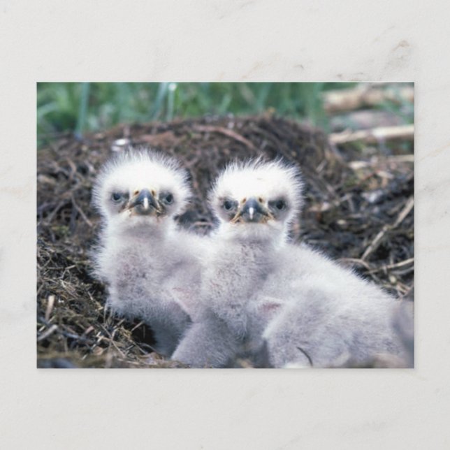 Carte Postale Bald Eagle Chicks (Devant)