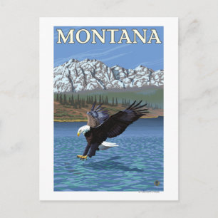 Carte Postale Bald Eagle Diving - Montana
