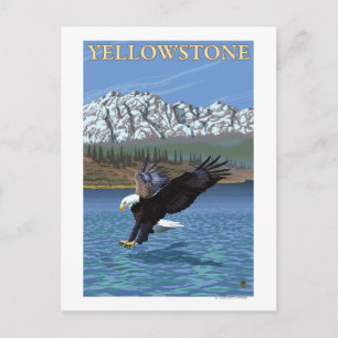 Carte Postale Bald Eagle Diving - Parc national de Yellowstone