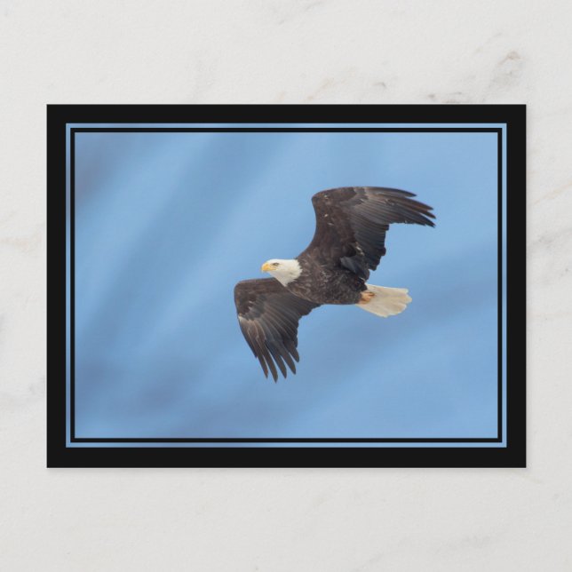 Carte Postale Bald Eagle en vol (Devant)