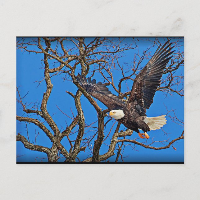 Carte Postale Bald Eagle en vol (Devant)