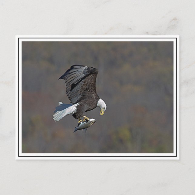 Carte Postale Bald Eagle en vol (Devant)