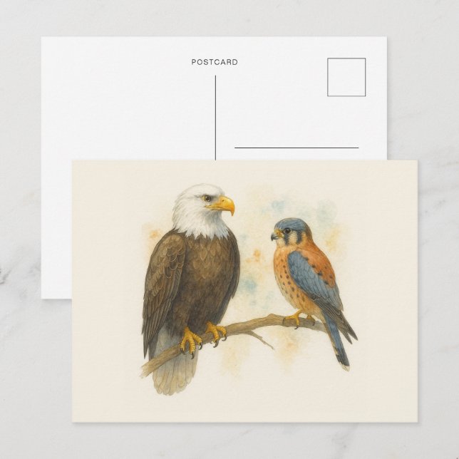 Carte Postale Bald Eagle et American Kestrel Raptor (Devant / Derrière)