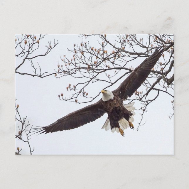Carte Postale Bald Eagle Étalon (Devant)