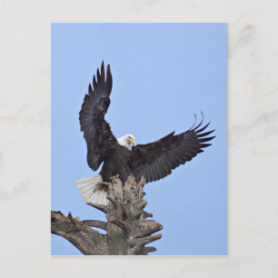 Carte Postale Bald Eagle (Haliaeetus leucocephalus) with wings