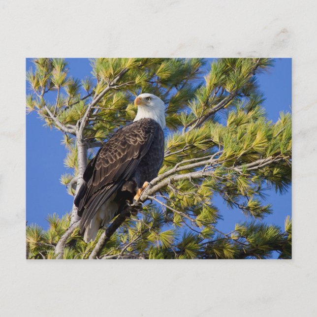 Carte Postale Bald Eagle II (Devant)