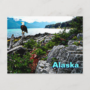Carte Postale Bald Eagle On Alaska Coast
