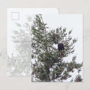 Carte Postale Bald Eagle P2825