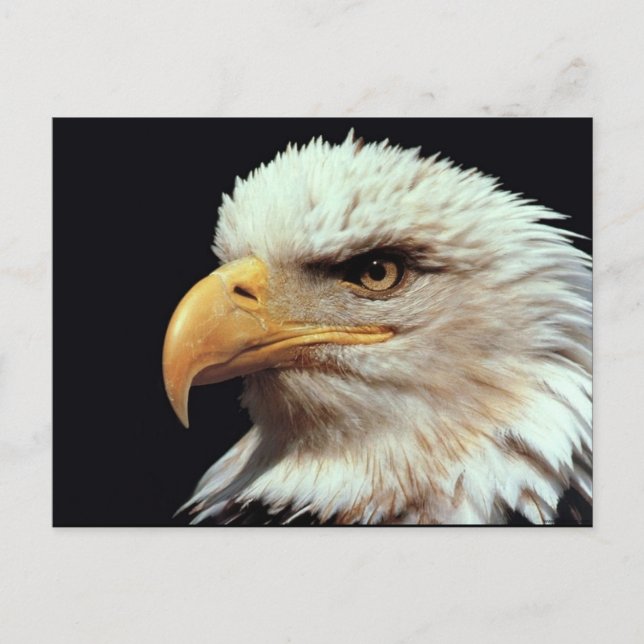 Carte Postale Bald Eagle photo (Devant)