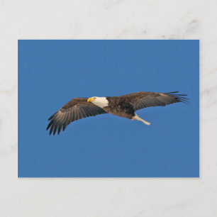 Carte Postale Bald Eagle Sky High