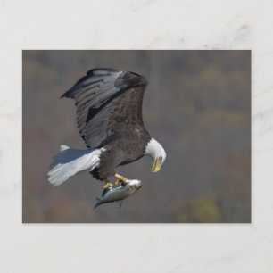 Carte Postale Bald Eagle with a fish