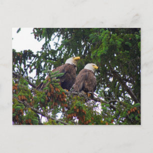 Carte postale Bald Eagles