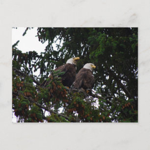 Carte postale Bald Eagles