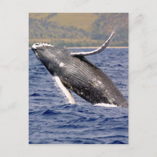 Carte Postale Baleine à bosse
