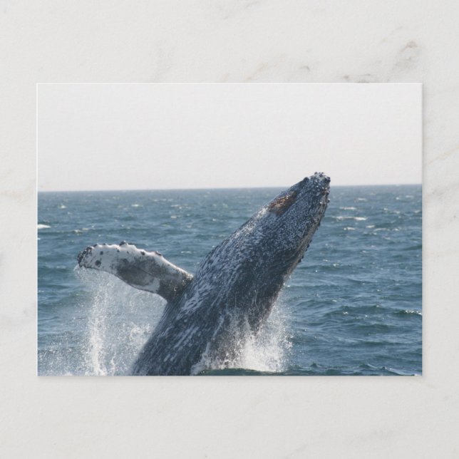 Carte Postale Baleine à bosse (Devant)