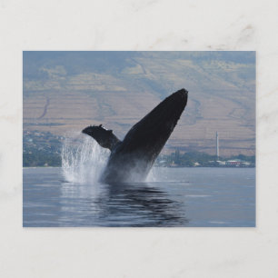 Carte Postale baleine à bosse
