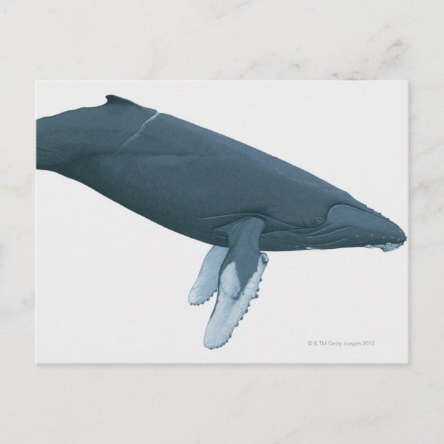 Carte Postale Baleine à bosse (Devant)