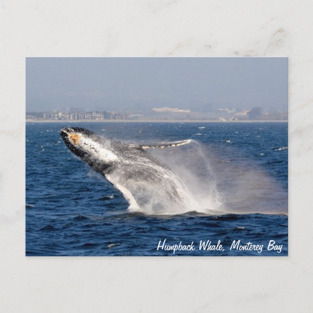 Carte postale Baleine à bosse (Devant)