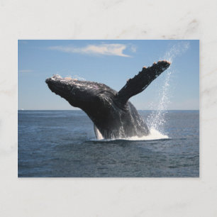 Carte Postale Baleine à bosse adulte