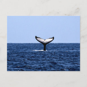 Carte Postale Baleine à bosse en océan