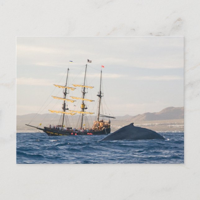Carte Postale Baleine à bosse et navire (Devant)