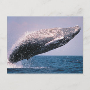 Carte Postale Baleine à bosse faisant une cabriole