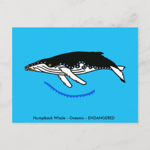 Carte Postale Baleine à bosse - Faune - Nature -