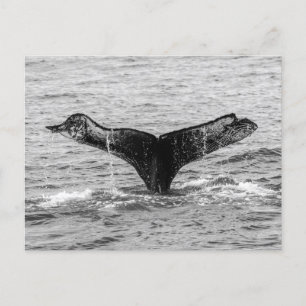 Carte Postale Baleine à bosse - Splash - Photographie de la faun