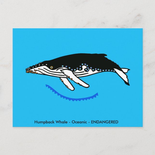 Carte Postale Baleine à bosses  - Faune - Nature - (Devant)