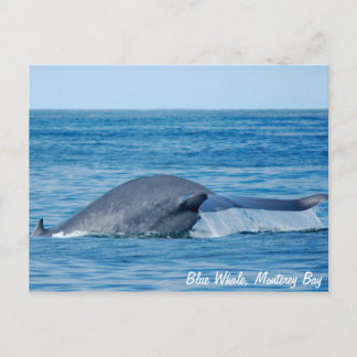 Carte postale Baleine bleue