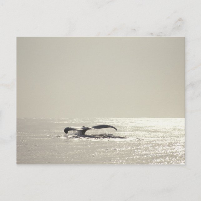 Carte Postale Baleine de bosse, queue au-dessus de la surface de (Devant)