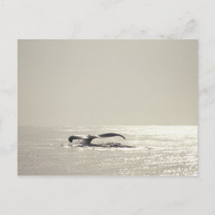 Carte Postale Baleine de bosse, queue au-dessus de la surface de