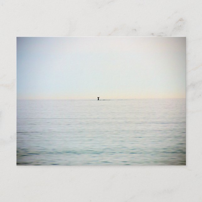 Carte Postale Baleine de plongée (Devant)