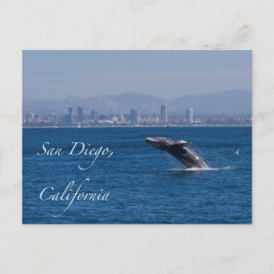 Carte Postale Baleine en San Diego