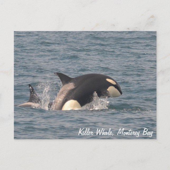Carte postale Baleine Tueuse (Orca) (Devant)